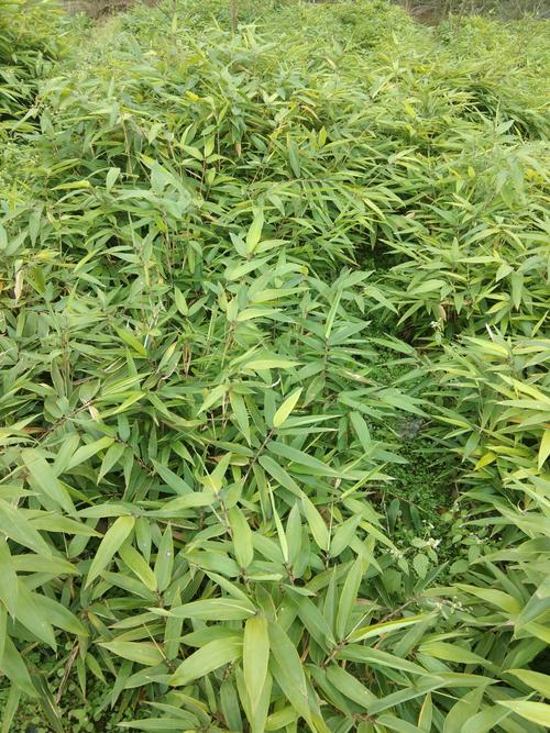 鲜活竹子批发、竹苗现挖现卖、人面竹青竹刚竹金竹