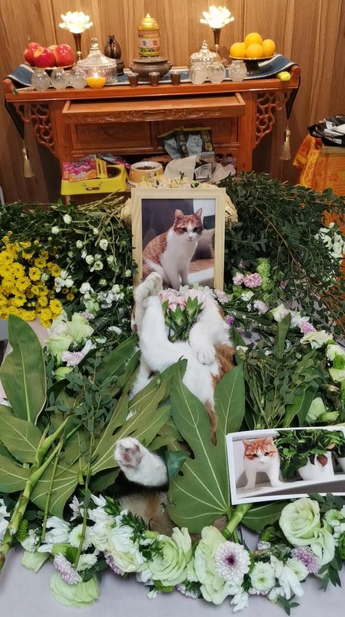 合肥24小时宠物殡葬电话,宠物无害化处理,合肥十年老店