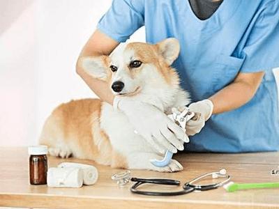 天津犬疫细小防治医院-专业团队，保障您的宠物健康
