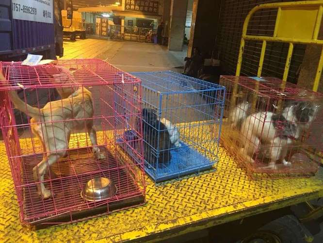 海口猫猫托运，全国上门接送