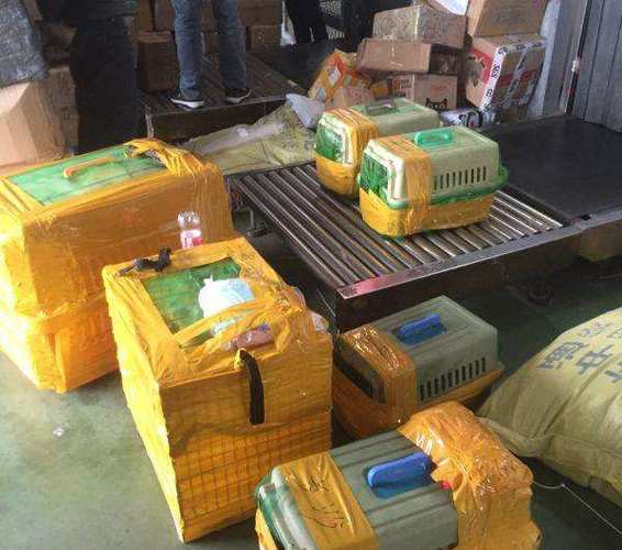 绍兴猫猫托运，全国上门接送