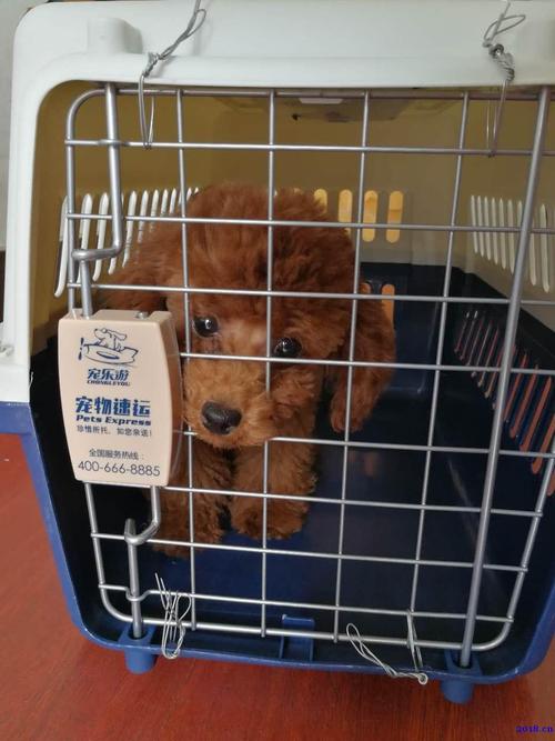 昆明宠物出国托运，上门服务快速送达