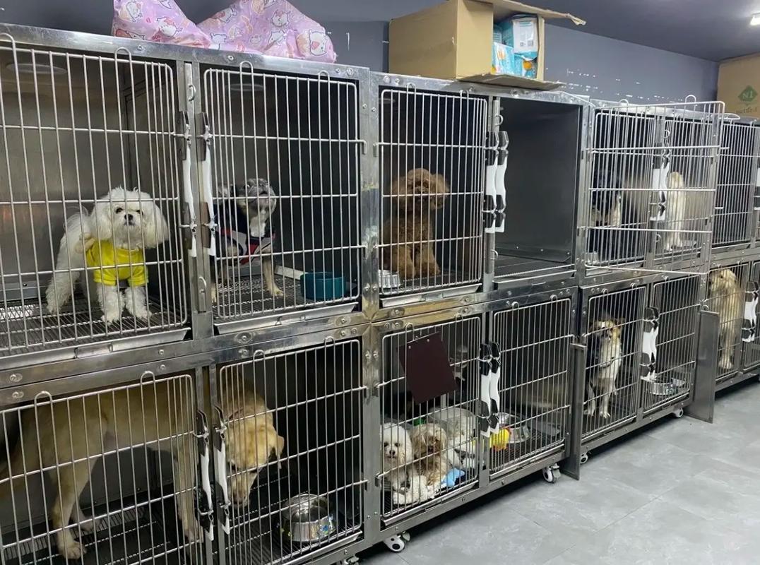 郑州小长假宠物寄养好去处，让您无后顾之忧