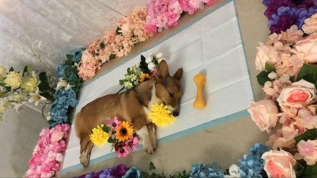 亳州宠物殡葬，宠物骨灰晶石定制，动物无害化处理中心