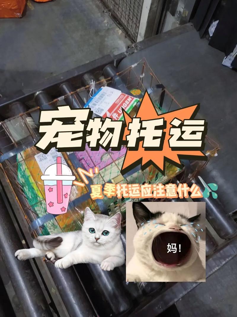 苏州全国宠物托运，24小时免费上门接送