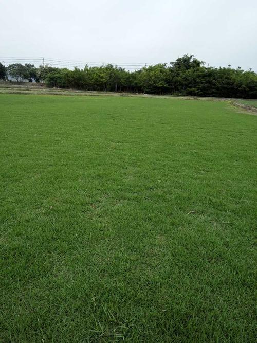 石河子草皮批发-信誉佳，欢迎来电咨询