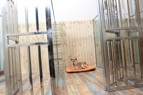 鹤岗宠物狗寄养多少钱一天？提供24小时监控视频
