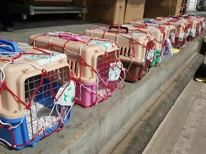 亳州宠物出国托运，24小时免费上门接送
