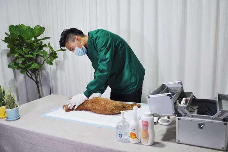 甘孜宠物善后，24小时营业，十年老店