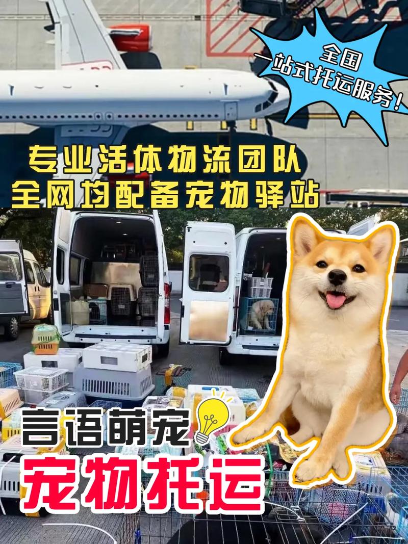 兴安盟宠物出国托运-隔日到达一口价