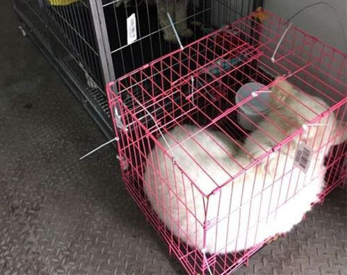 巢湖猫猫托运-全国上门接送