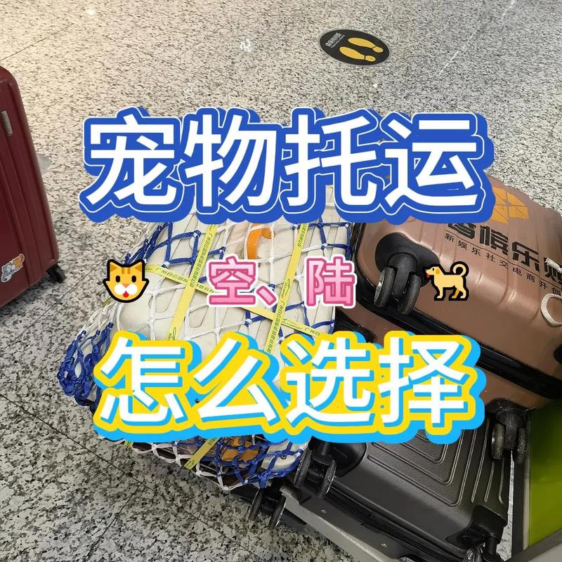海口正规托运宠物-隔日到达一口价