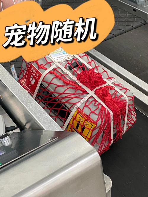 上饶宠物出国托运_隔日到达一口价